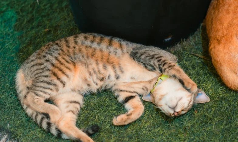 Quando Trouxe a Minha Mãe para Casa, o Meu Marido Pediu-me para a Pôr Fora