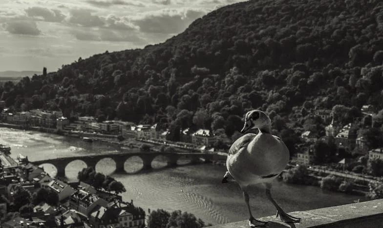 Quatro Casas da Božena – Uma História de Ganância e Feridas Familiares