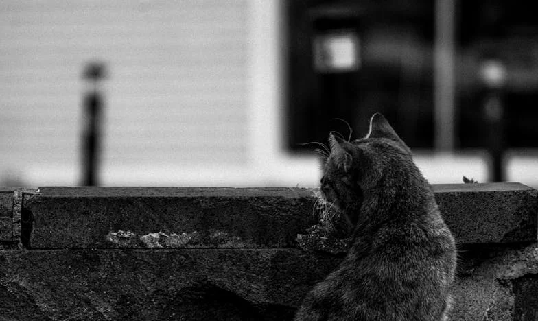 Será que ser mãe é só pagar contas? – O dia em que o dinheiro quase destruiu a minha família