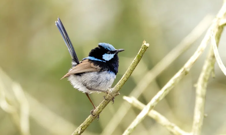 Sob o Mesmo Teto: Traição, Roubo e Feridas de Família