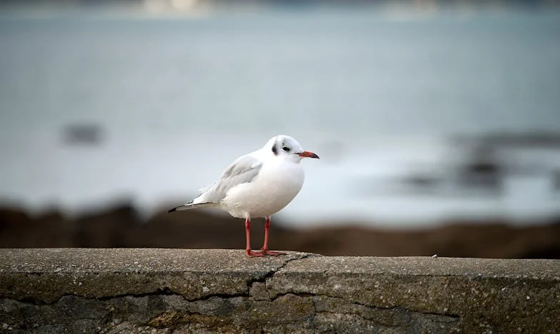 Um Balde de Tomates e o Dia em que Tudo Mudou