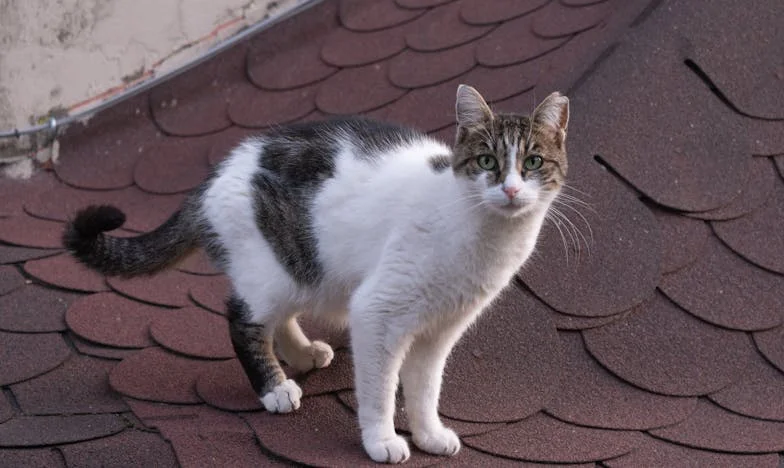 Um Coração de Mãe em Silêncio: O Medo que Dividiu a Minha Família