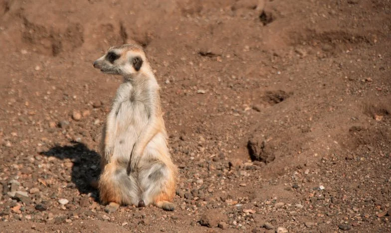 Um Jantar Silencioso que se Tornou Inferno – Quando os Limites da Amizade se Esvaem