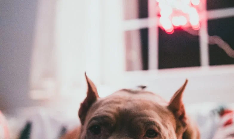 “A minha nora disse-me que nunca mais veria os meus netos…” – O desabafo de uma avó perante a tragédia familiar