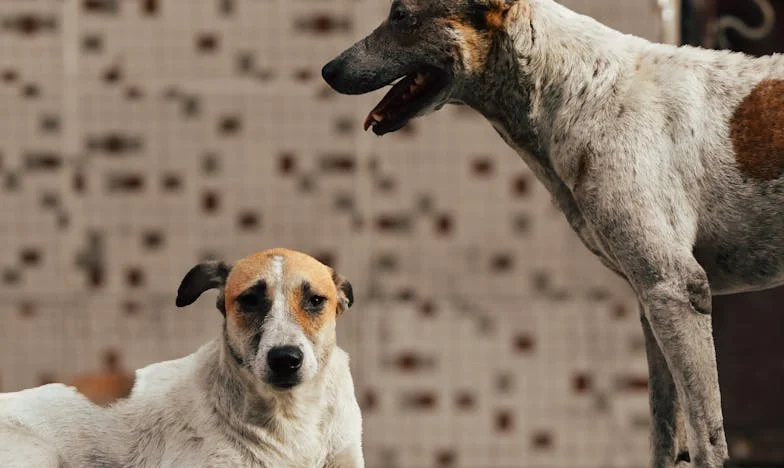 A Muralha Invisível do Luxo: Uma Família em Conflito