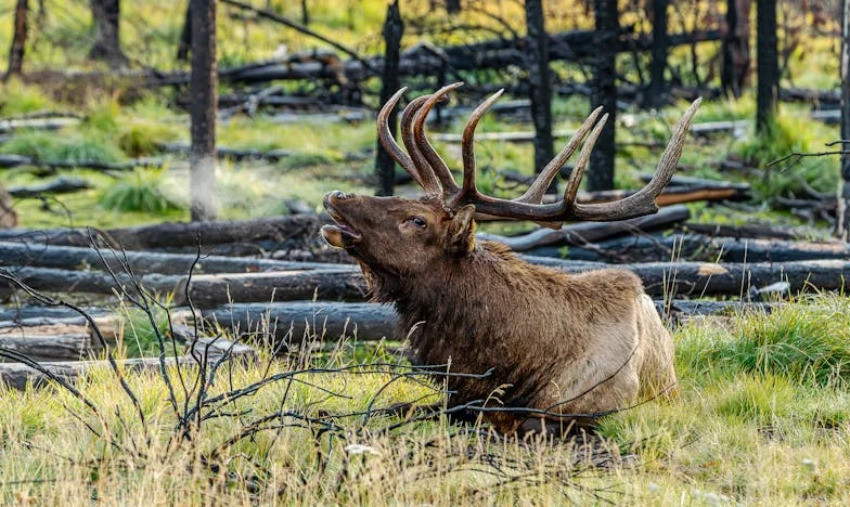À Sombra da Minha Sogra: O Desmoronar de um Casamento em Nome da Ajuda