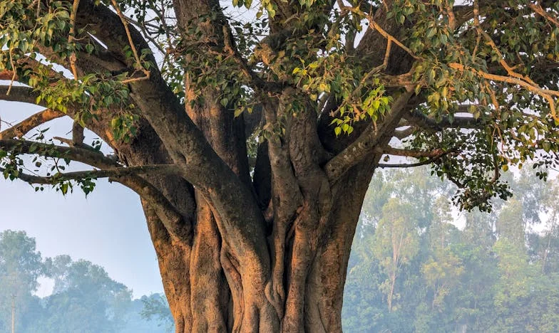 Abri o Coração, Perdi Tudo: Como Fui Enganada e O Que Aprendi