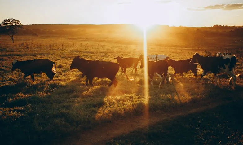 Amor Que Dói: Uma História de Família, Traição e Perdão em Lisboa