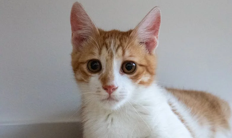 Correntes Quebradas: O Despertar de Um Pai