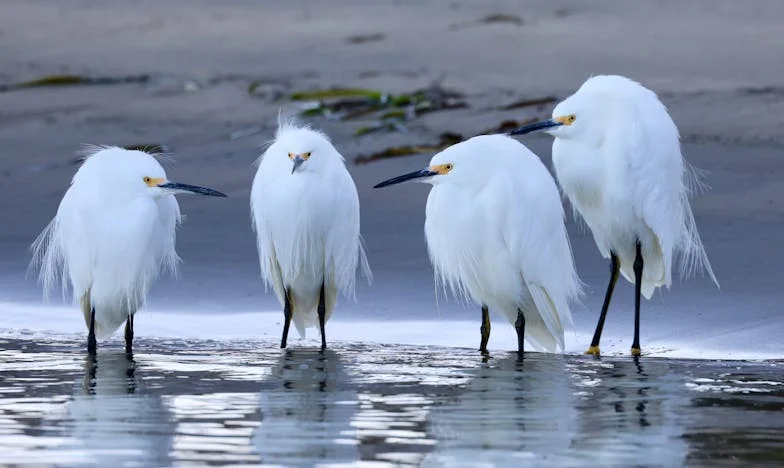 De Volta à Aldeia: O Passado Que Nunca Morre