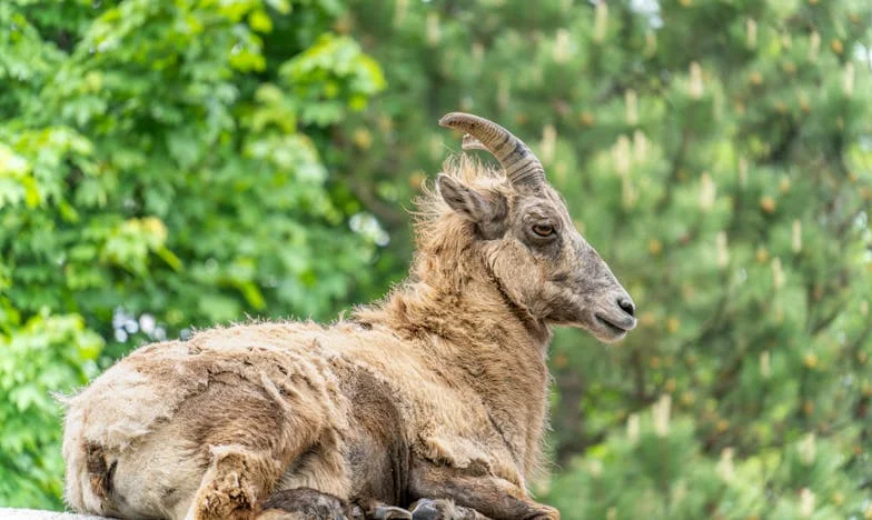 Depois do Altar: Entre o Amor e a Sombra da Minha Sogra