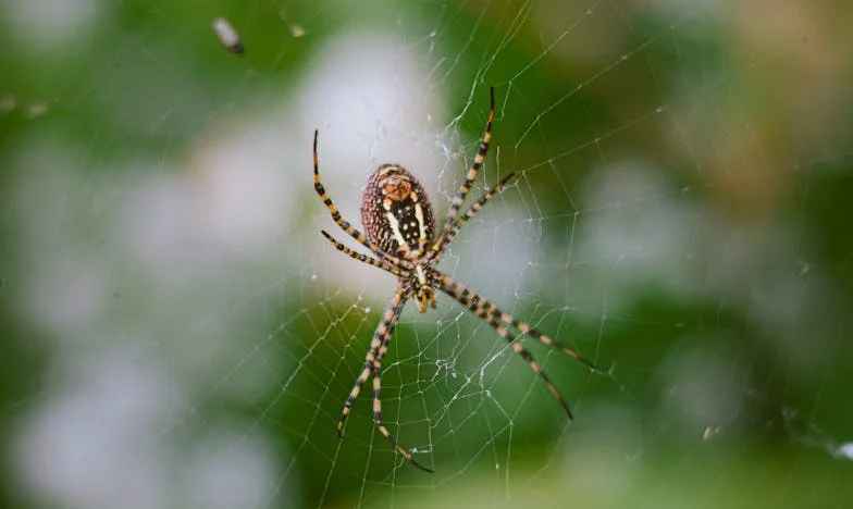Desesperada por Respostas: Abandonada pelo Meu Marido em Vila Nova de Gaia