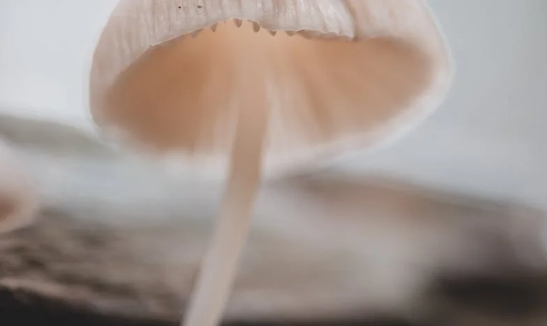 Dois anos depois do casamento com um homem divorciado: Será que o nosso amor sobrevive agora que a filha dele vem viver connosco?