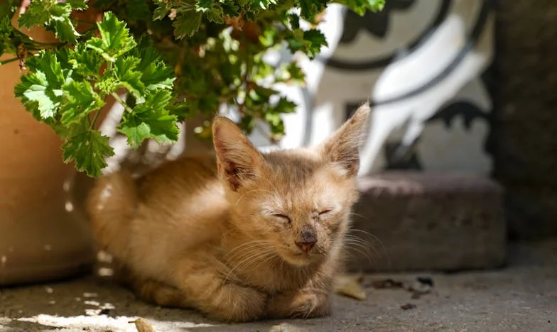 Dois rostos da verdade: Quando os gémeos mudaram tudo