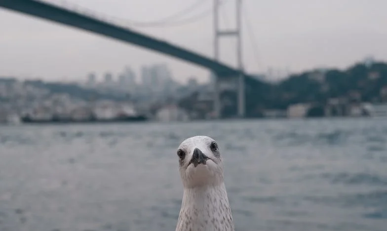 Entre o Amor e a Justiça: A Minha Luta por um Lar e uma Família