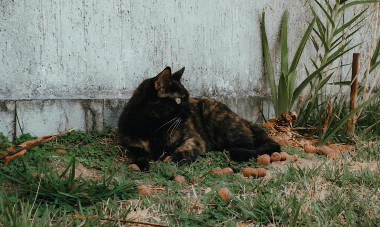 Entre o Amor e a Lealdade: O Meu Conflito como Sogra