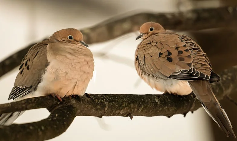 Entre o Amor e a Realidade: O Preço de Ser Eu Mesma