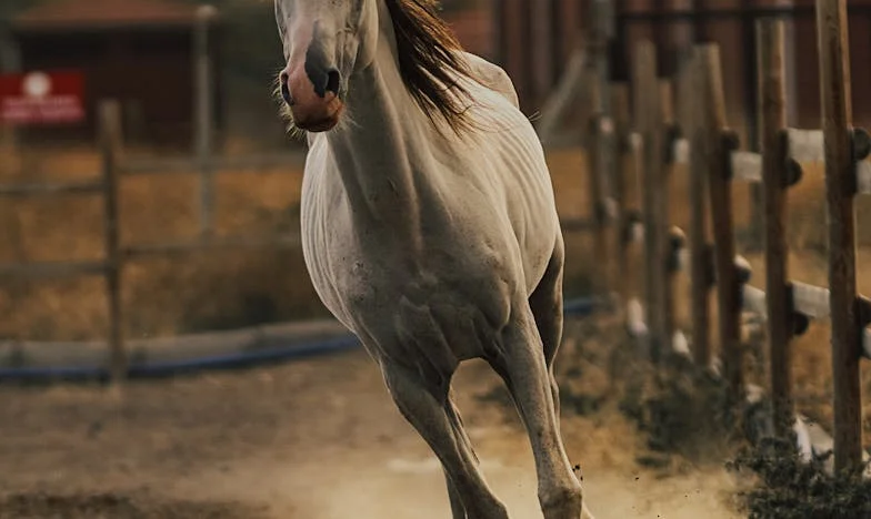 Entre o Amor e o Desgaste: A História de Duas Irmãs Portuguesas