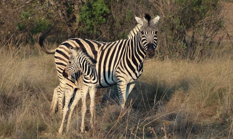 Entre o Amor e o Sacrifício: O Desabafo de uma Mãe Portuguesa
