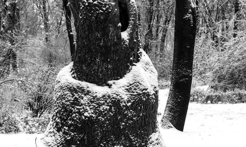 Entre o Silêncio e o Perdão: O Meu Caminho de Volta à Minha Mãe