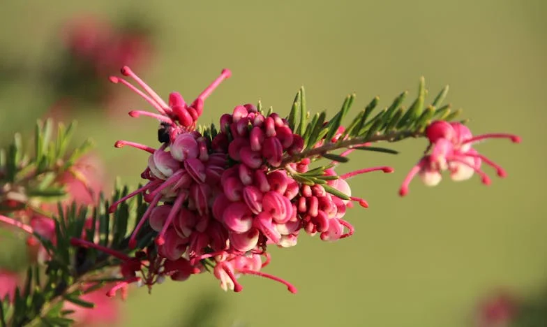 Entre Silêncios e Orações: O Dia em que Encontrei Paz com a Minha Mãe
