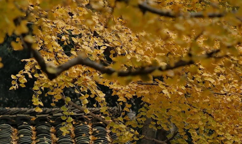 Foste-te embora para eu poder nascer – A história de uma mulher portuguesa sobre infertilidade, expectativas familiares e recomeço