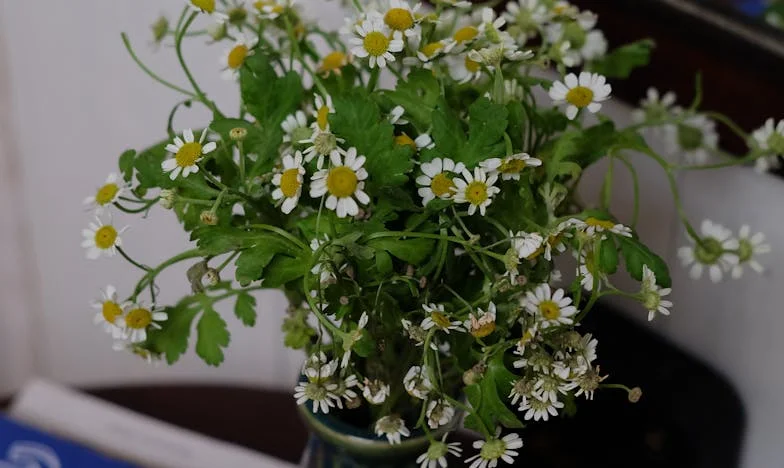 Herança de mágoas: Quando a família se transforma num campo de batalha