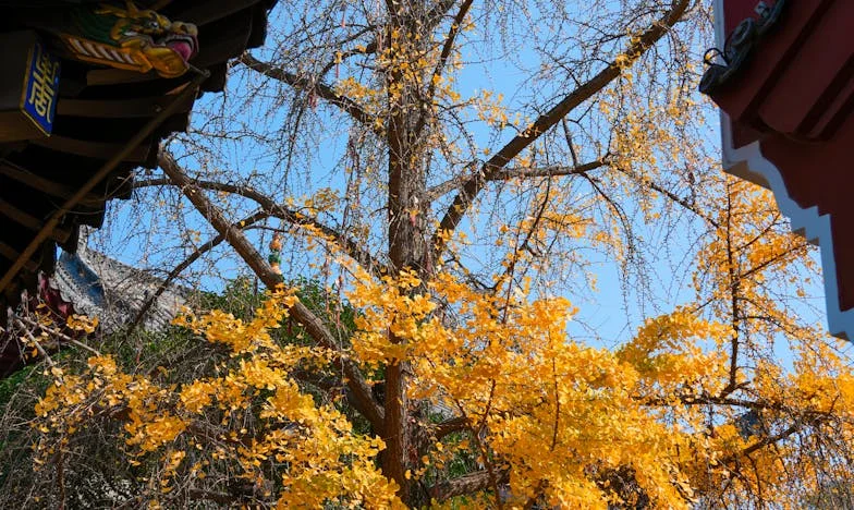 Minha Nora Não Sabe Cozinhar: Um Coração de Mãe Entre a Esperança e o Desespero