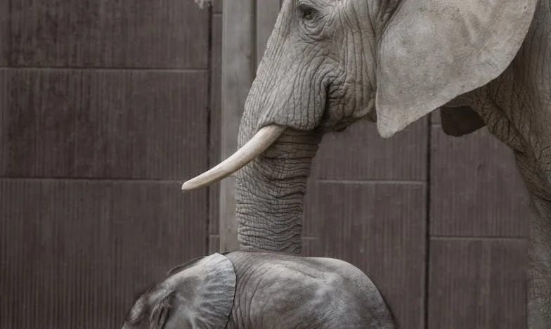 O Dia em que a Minha Filha Não Veio ao Aniversário do Pai