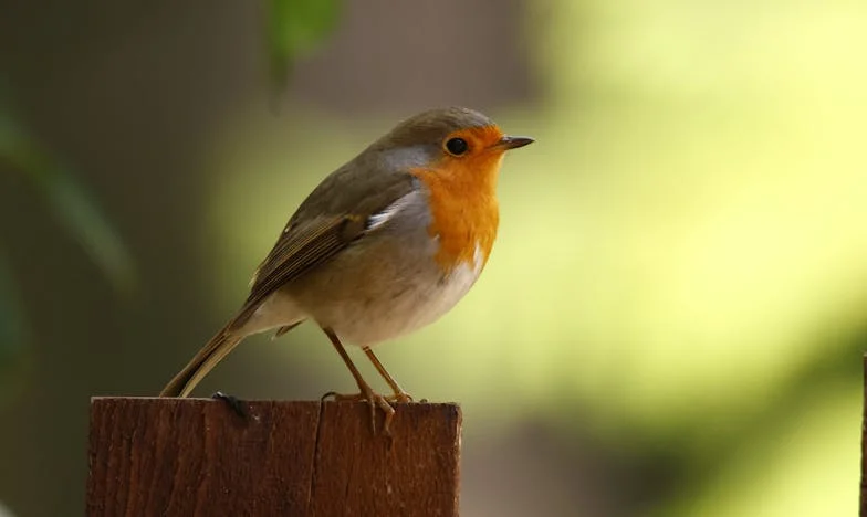 O Dinheiro da Casa Já Não É Meu: A História de Uma Mulher Portuguesa Que Perdeu o Controle da Própria Vida