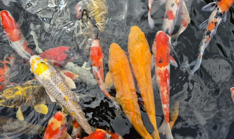 O Meu Marido, o Pão-duro: Sonho com o Divórcio