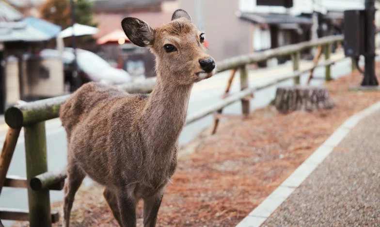 O Sogro que Devorou os Meus Sonhos: A Luta pelo Meu Próprio Lar