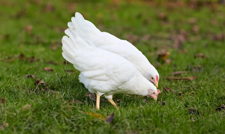 Quando a Casa Deixa de Ser Casa: Como Uma Decisão da Minha Sogra Mudou Tudo