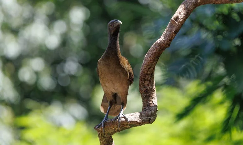 Quando a Minha Sogra Me Trouxe um Balde de Pepinos Passados: Um Verão à Sombra das Comparações Familiares