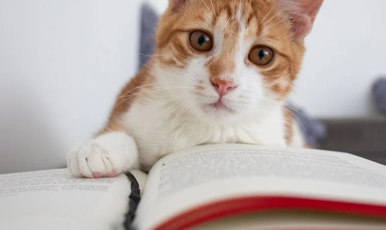 Quando as Portas se Fecham: A História de Ana, Leonor e o Fio Partido da Confiança