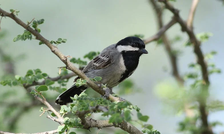 Quando o Natal se Tornou um Campo de Batalha: O Dia em que Aprendi a Dizer Não