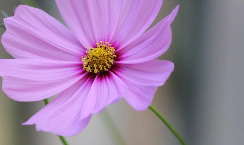 Rosas no meu vestido, lágrimas no rosto: A minha noite de vergonha e coragem – história de Mariana do liceu de Lisboa