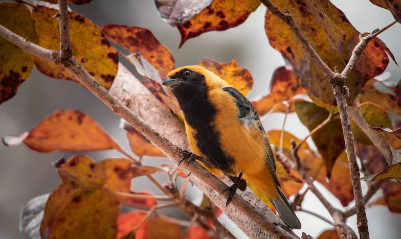 Segredos Entre Nós: Quando o Amor se Torna Dever
