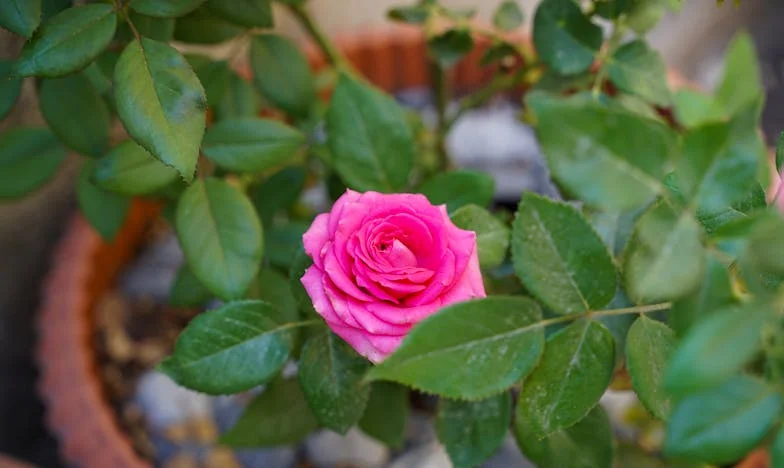 Tensões Invisíveis: Quando as Visitas de Família se Tornam um Campo de Batalha
