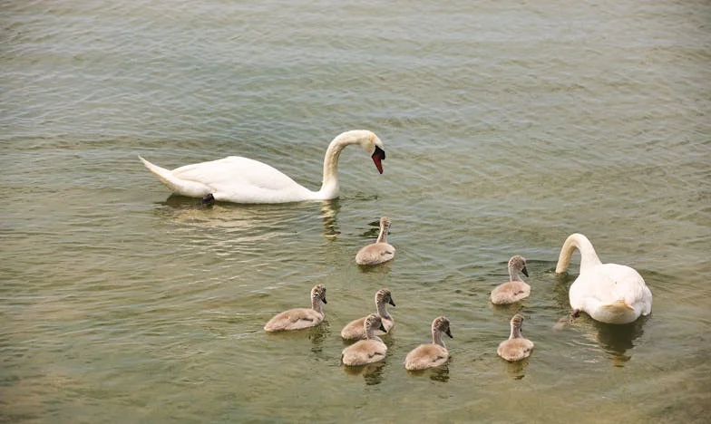 A Casa da Avó: Entre Herança e Liberdade
