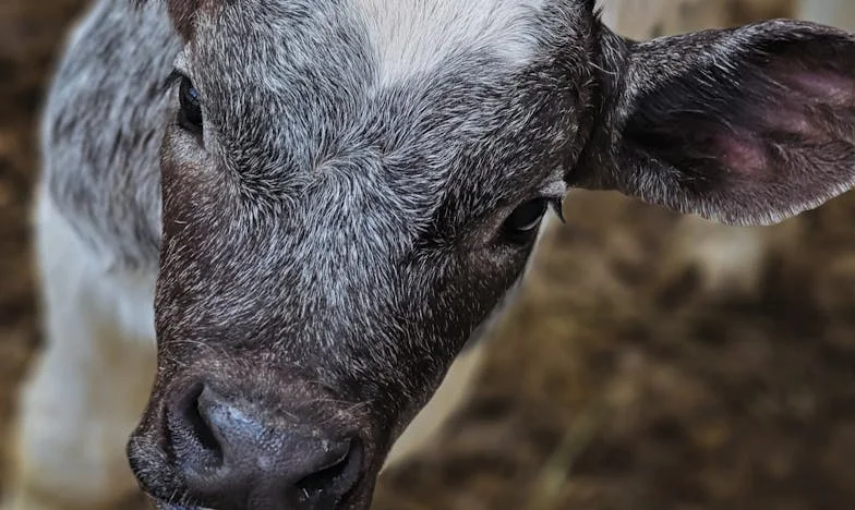 Dez Anos Depois: Quando o João Voltou do Nada, Tudo Mudou