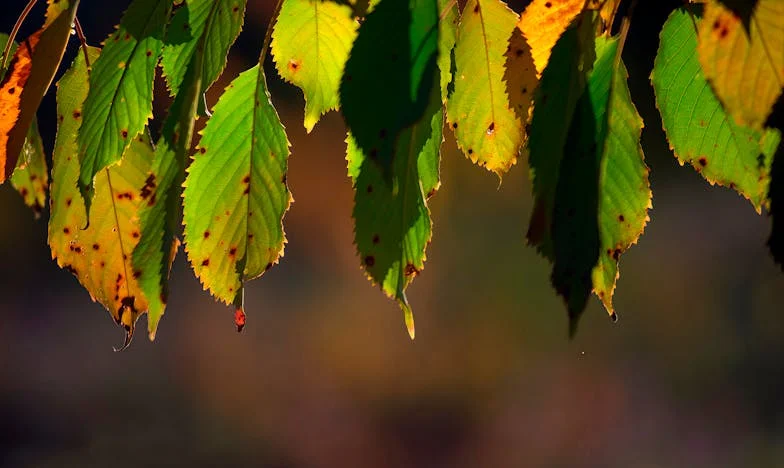 Entre Gritos e Silêncios: A Minha Vida à Sombra do Meu Pai