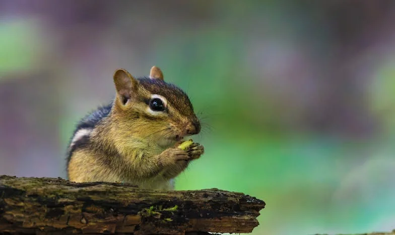 Entre o Amor e o Dever: O Preço de Ser Mãe em Portugal