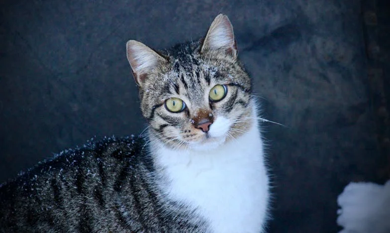 Mãe que se recusa a cuidar dos meus filhos: A luta de uma mãe solteira portuguesa