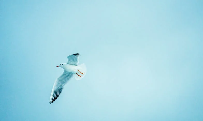 Mãe, tu saltaste um capítulo! – Uma história de sogra, nora e o silêncio que dói