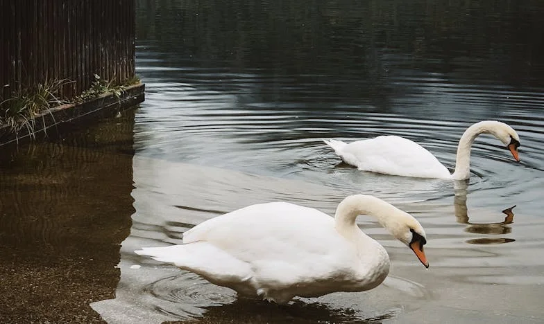 Não consegui salvá-lo – a história de uma mãe que perdeu o filho num trágico acidente
