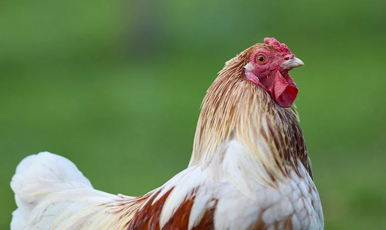 Quando a Casa Tem Duas Portas: Entre o Amor e o Orgulho da Família