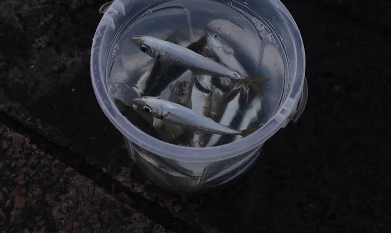 Quando a Porta se Fecha: O Dia em que Decidi Sair de Casa