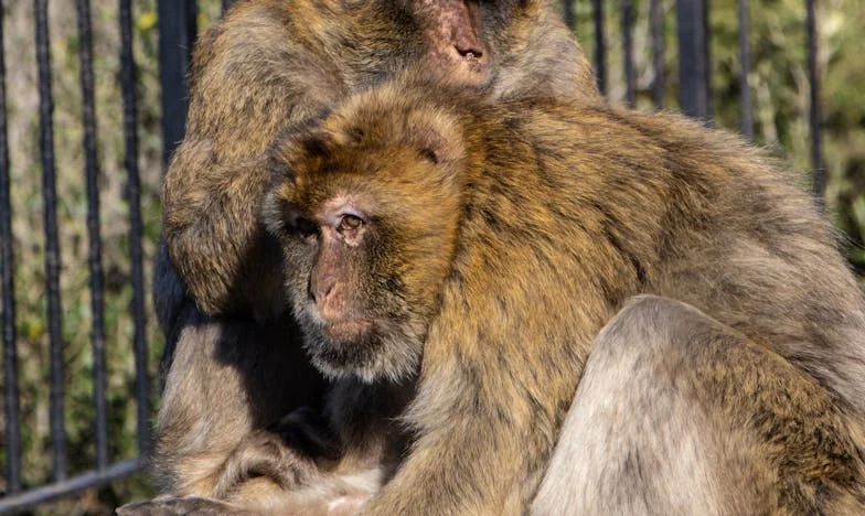Quando o Berço Fica Vazio: O Sonho de Ser Mãe e a Realidade Que Dói