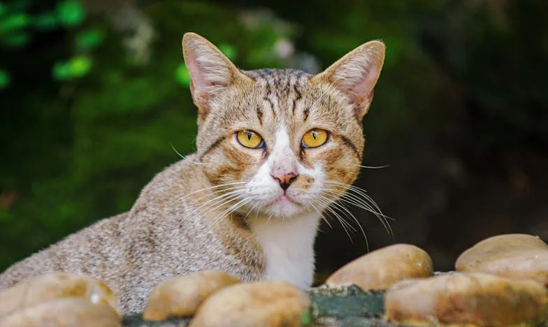 Quando o Miguel Voltou: Um Regresso Inesperado Após a Traição